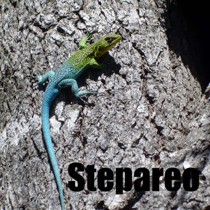 Carátula STEPAREO - Stepareo