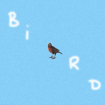 Carátula Bird